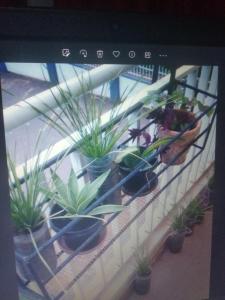 a row of potted plants on a window sill at Urban-den in Kampala