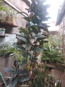 a large plant is growing in a garden at Urban-den in Kampala