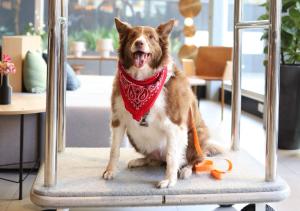 a dog wearing a red bandana sitting on a treadmill at Radisson Pinheiros in São Paulo
