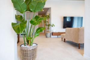 a living room with a large plant in a vase at YMA House in Nago