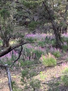 a field of purple flowers in the woods at Issachar Tent in Duchesne