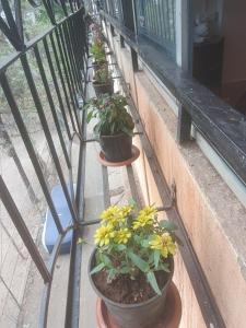 a row of potted plants on a balcony at Celestial crest in Pune
