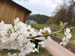 Fotografie z fotogalerie ubytování Waldhaus v destinaci Zöllnitz