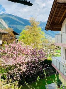 a bush with pink flowers in front of a building at Frühstückspension Waldeck in Mayrhofen