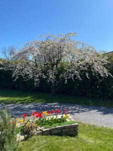 a tree with flowers in a garden with a stone wall at Pepy & Delmis in Chens-sur-Léman