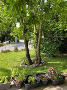 four pots of plants in a park with a tree at Pepy & Delmis in Chens-sur-Léman