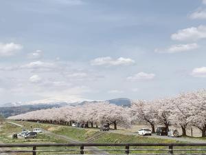 a row of cherry trees in a field with cars at 民泊やまねこ in Yachi