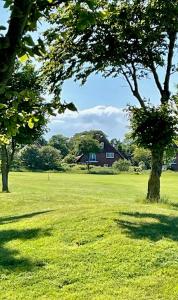 a tree in a field with a house in the background at FeWo-mit-Terasse-u-Garten-am-Golfplatz in Wulfen auf Fehmarn