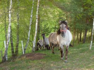 a group of horses running in the woods at Dworek Zielone Wzgórza Nad Jeziorem in Postawele