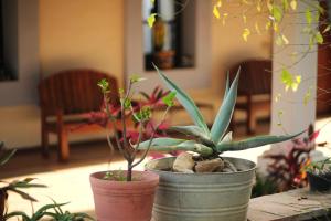 two potted plants are sitting on a table at Casa Aply in San Andrés Huayapan