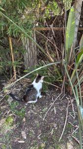 a black and white cat sitting in the grass at Casa Mitre in Luján