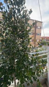 a tree in front of a white fence at Charme appartement in Mohammedia