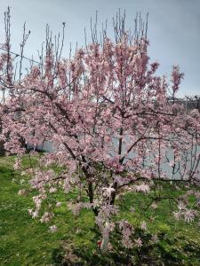 a tree with pink flowers on it in a field at Casa Narciselor in Râşnov