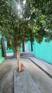 a tree in front of a blue building at Pousada Oliveira in Cachoeira