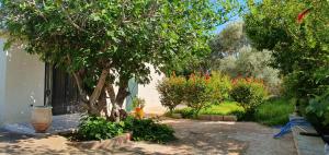 a garden with a tree and some bushes and trees at Villa Assalama Mogador, Essaouira in Essaouira