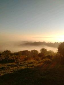 a foggy field with trees in the distance with the sun setting at Lacrima del Mare in Zalaegerszeg