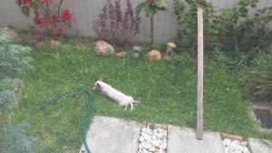 a cat laying in the grass with a hose at Habitaciones el titis in Aguascalientes