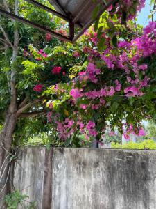 a tree with pink flowers hanging over a concrete wall at Ánh Dương Local Mini Tour in An Lợi (4)