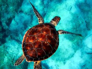 a green sea turtle swimming in the water at Nautical Nook Maldives in Kendhoo