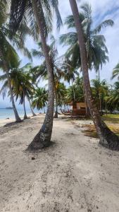 a group of palm trees on a sandy beach at San Blas island cabins in Waisalatupo