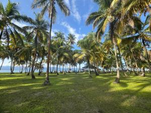 a park with palm trees on the beach at San Blas island cabins in Waisalatupo