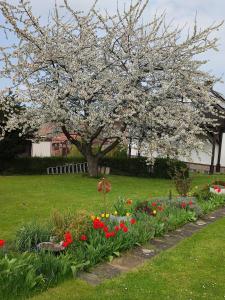 a row of flowers in a park with a tree at FeWo Waldblick in Goslar