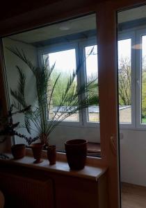 a window with three potted plants on a shelf at S1 Vilnius in Vilnius