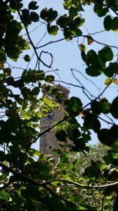 a clock tower seen through the leaves of trees at La Muraille, Galle Fort in Galle