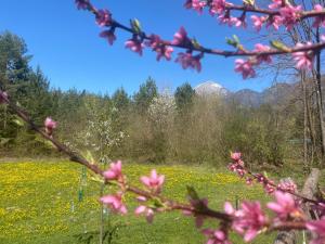 a field of flowers with mountains in the background at River & Forest Escape, Private Garden Room near Ljubljana in Preddvor +10 photos