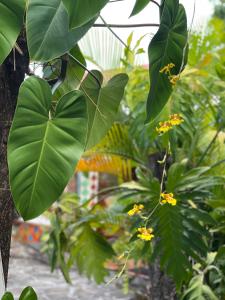 a heart shaped leaf on a tree in a garden at Chambre indépendante in Basse-Terre