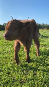 a baby calf standing in a field of grass at Ferienhof Vielstedt in Schürenbusch
