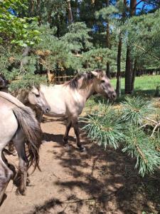 two horses walking on a dirt path near trees at Dworek Zielone Wzgórza Nad Jeziorem in Postawele +114 photos