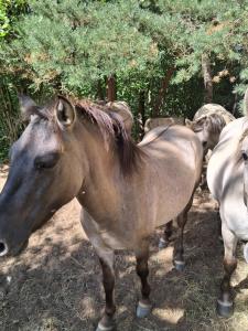 a horse standing next to a group of animals at Dworek Zielone Wzgórza Nad Jeziorem in Postawele