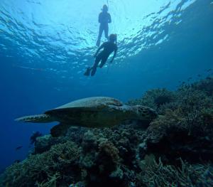 a man and a turtle swimming over a coral reef at Batanta Explorers in Pulau Saonek-kecil