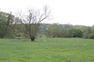 a tree in a field of grass with a fence at Country house in Erloy, Oise valley in Erloy