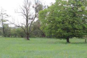 two trees in a field with green grass at Country house in Erloy, Oise valley in Erloy +18 photos