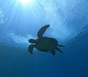 a sea turtle swimming in the ocean with the sun shining at Batanta Explorers in Pulau Saonek-kecil +72 photos