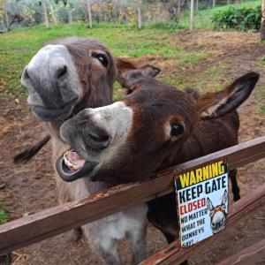 two donkeys are standing next to a fence at Golden Camp in Falerna +26 photos