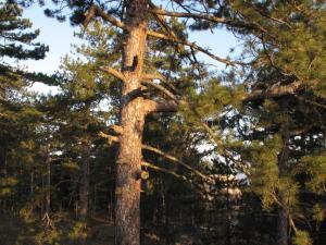 a pine tree with a cross on it at Tara3M Rooms and Apartments in Kaludjerske Bare