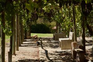 a row of trees in a park with a pathway at Hacienda Bellavista in Villa Alemana