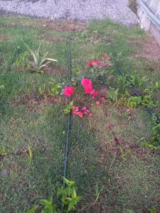 a garden with red flowers in the grass at Cozy Two-bedroom Hot-Cold Water Apartment in Nueva California