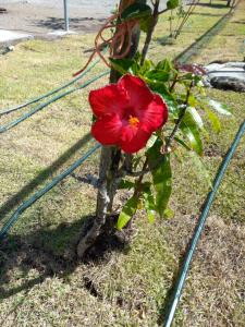 a red flower on a small tree in the grass at Cozy Two-bedroom Hot-Cold Water Apartment in Nueva California