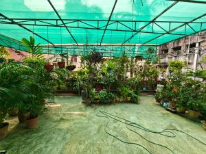 a greenhouse filled with lots of potted plants at Perfect for Homely Atmosphere in kolkata