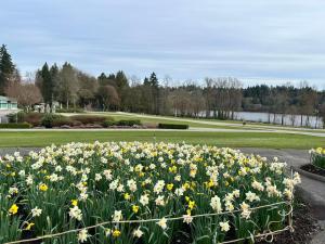 a bunch of daffodils in a field in a park at Spacious 3 Bedroom Suite in Burnaby Free Parking, Full Kitchen, Near Transit in Burnaby