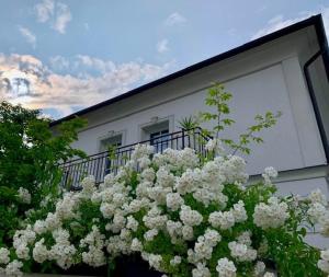 a bunch of white flowers in front of a building at Villa Conte Private Urban Hideaway in Wels