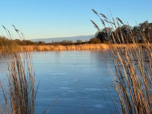 a view of a lake with tall grass at Ferienwohnung am Warnowhang in Kessin