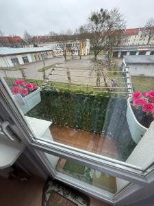 a balcony with a view of a courtyard with pink roses at Apartament MIRO in Ostróda