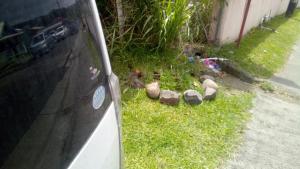 a group of ducks sitting in the grass next to a house at Mabouya Villas in Dennery +7 photos
