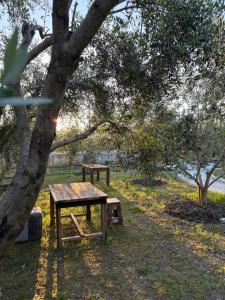 a picnic table under a tree in a field at Marina Oasis Apartments in Vlorë