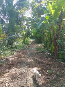 a white cat walking down a dirt road at Chichicoland in Tena +2 photos